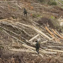 Entre 2015 y 2017, la Policía incautó más de 64.000 metros cúbicos de madera ilegal.