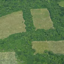 El equivalente a 7.000 canchas de fútbol se taló en los ahora pastizales en el Parque Nacional Natural Tinigua en el curso de tan solo tres meses. La conexión entre los Andes, la Orinoquia y la Amazonia peligra por cuenta de la deforestación y nuevas fincas en la región.