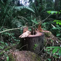 Las maderas preciosas en el Ecuador son extraídas ilegalmente de áreas naturales protegidas como el Parque Yasuní. 