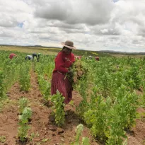 ORGÁNICA. Puno es productor líder en quinua orgánica, libre de pesticidas. Cada agricultor siembra unas tres hectáreas por temporada.