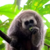 AMENAZADO. La destrucción de bosques en la Amazonía del Perú ha puesto en peligro de extinción al Mono Tocón. 